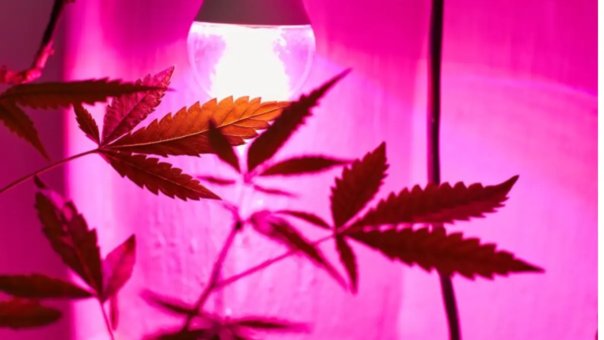 Cannabis Cultivation Lighting
