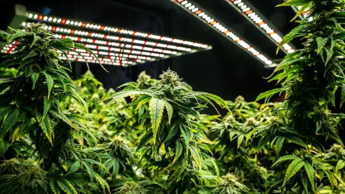 Cannabis Greenhouse Lighting Innovations