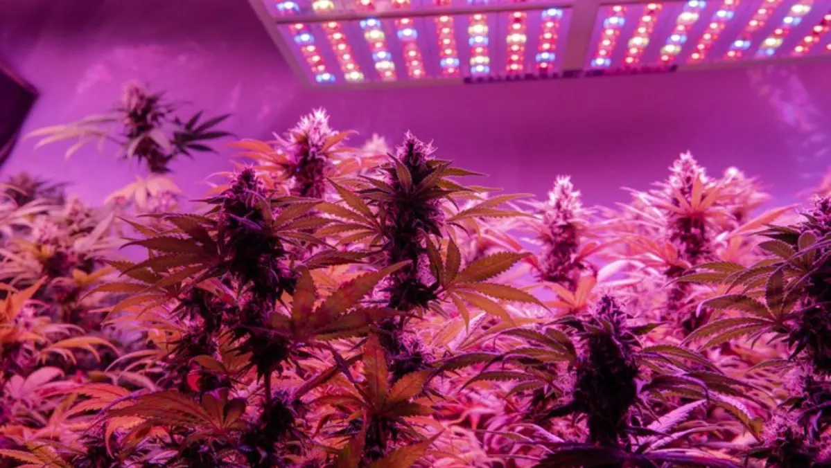 Cannabis Optimal Growth