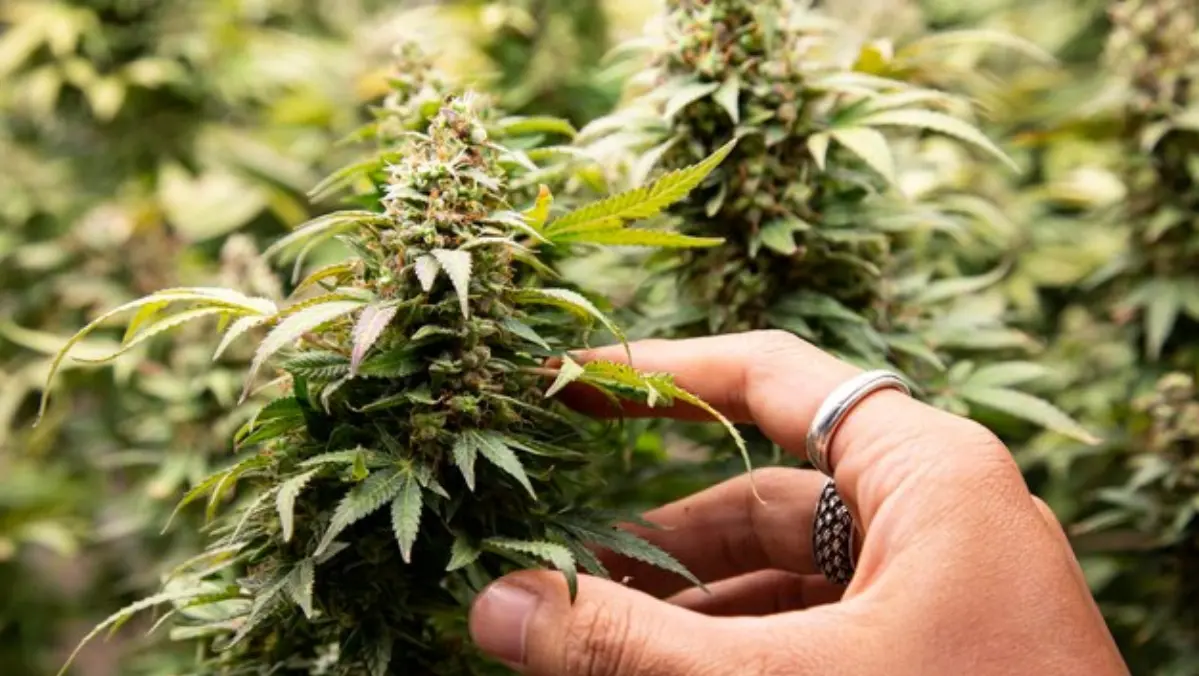 Cannabis Plant Health and Growth