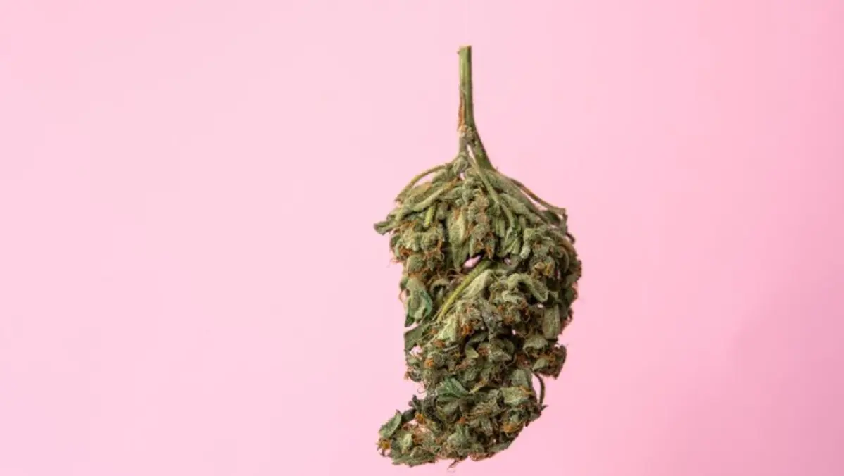 Cannabis Terpene Profiles