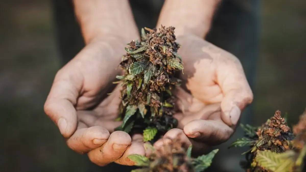 Environmental optimization in cannabis growing
