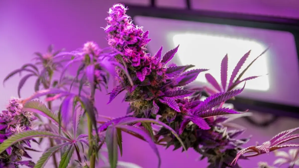 LED Grow Lights Cannabis