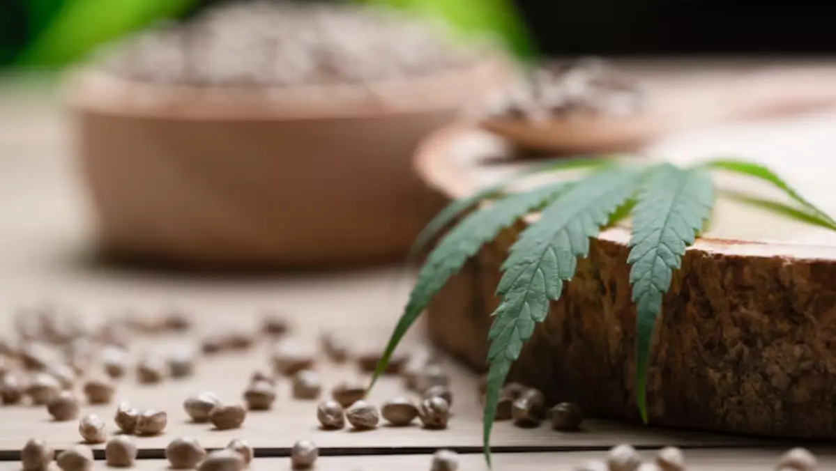 Regular Cannabis Seeds vs. Feminized Seeds
