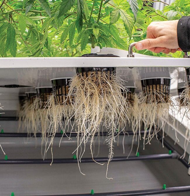 Aeroponic System of Growing Cannabis