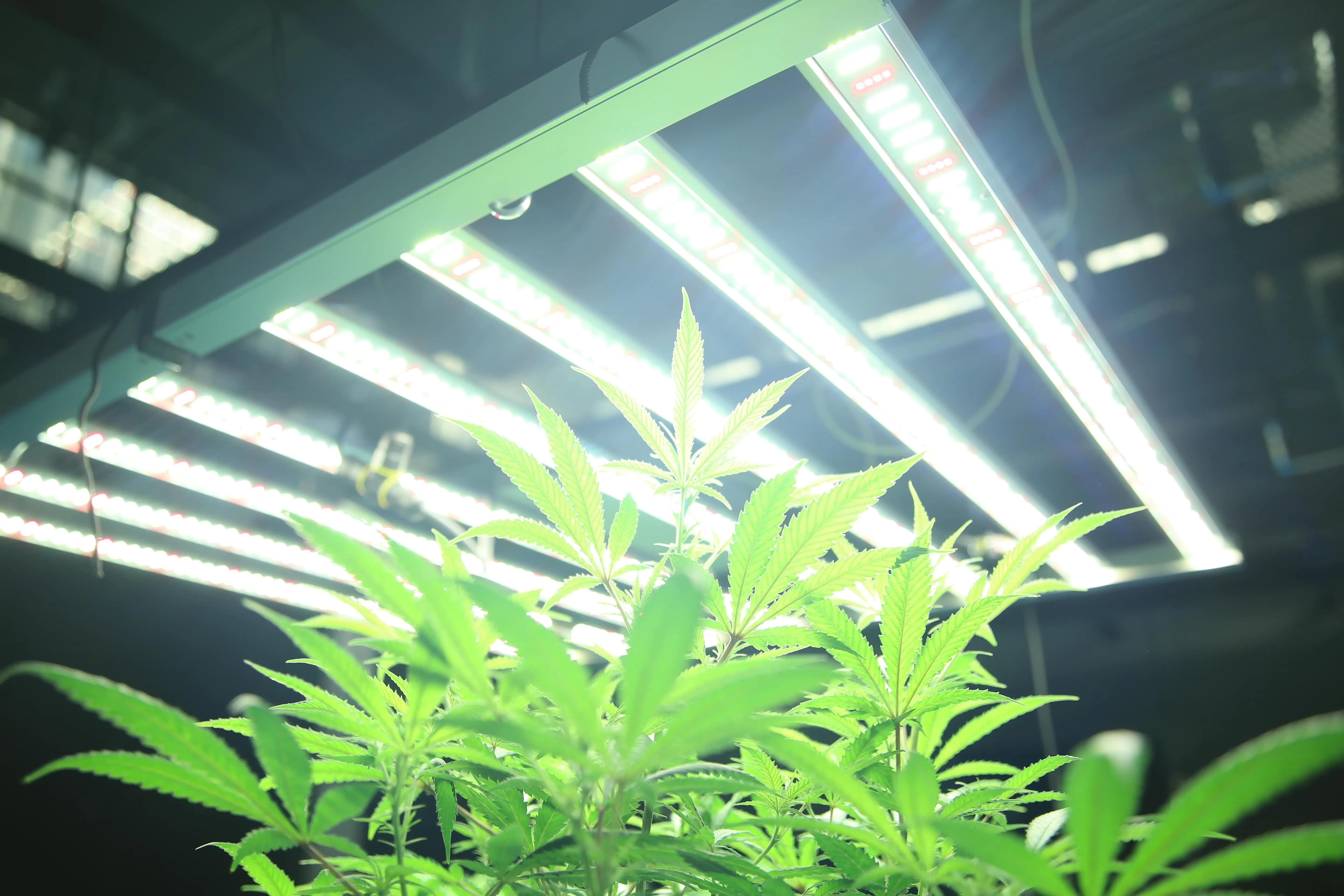 Grow Lights for Marijuana