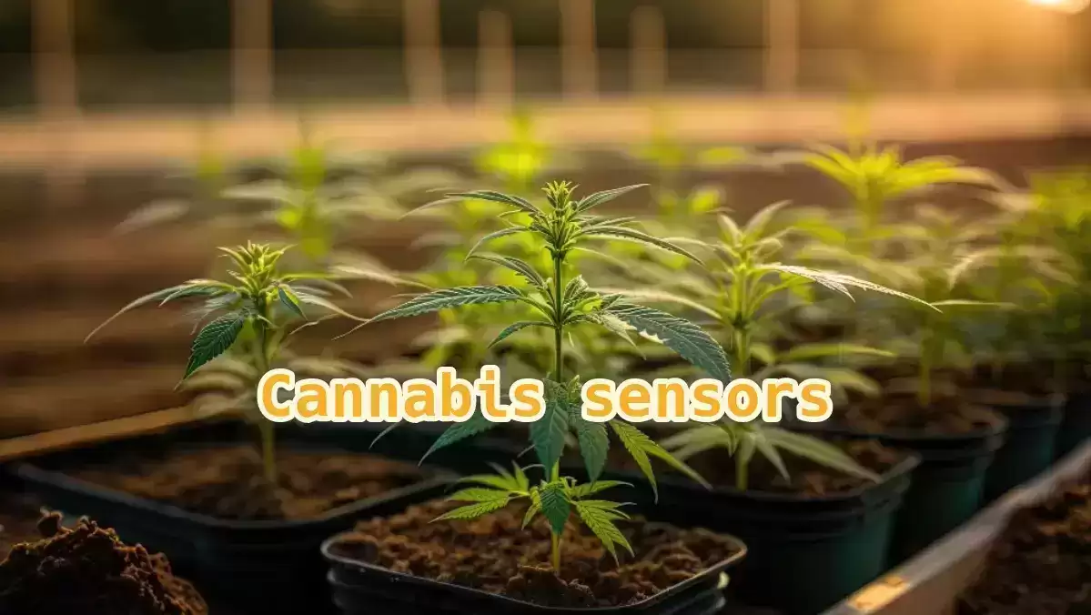 Cannabis sensors