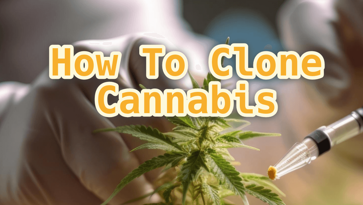 How To Clone Cannabis