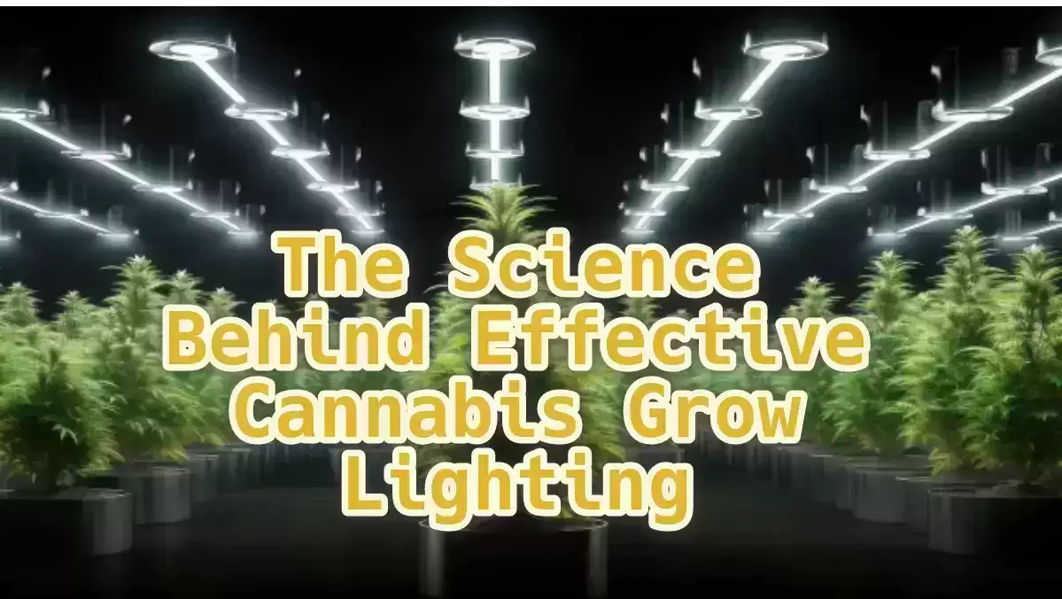 cannabis grow lighting