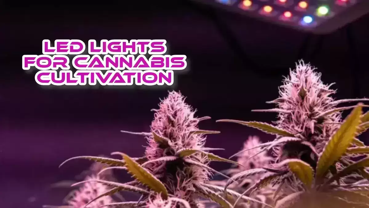 Led Lights For Cannabis Cultivation
