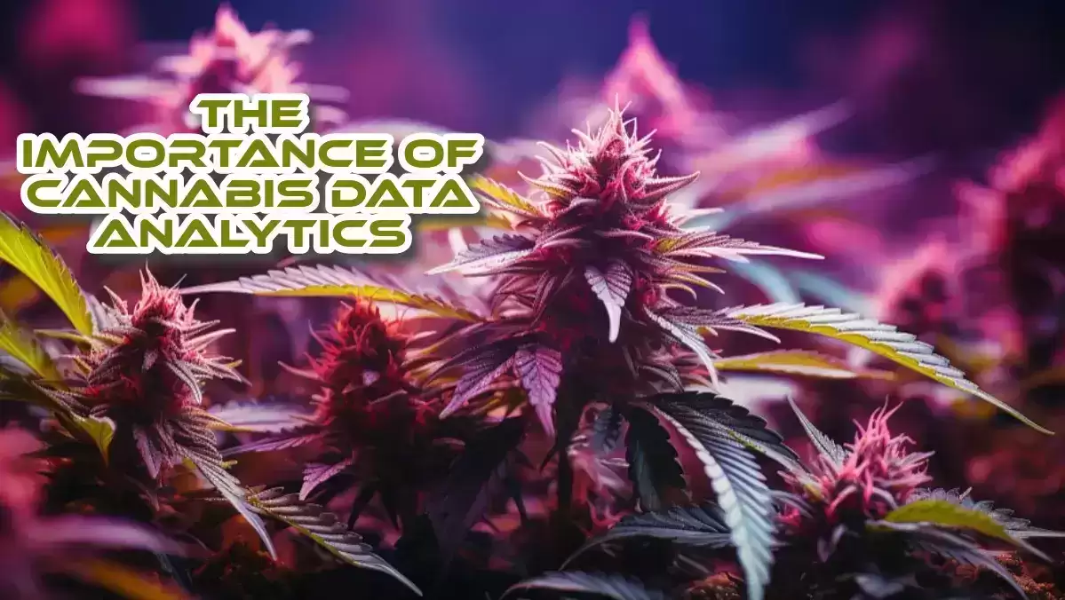The Importance of Cannabis Data Analytics