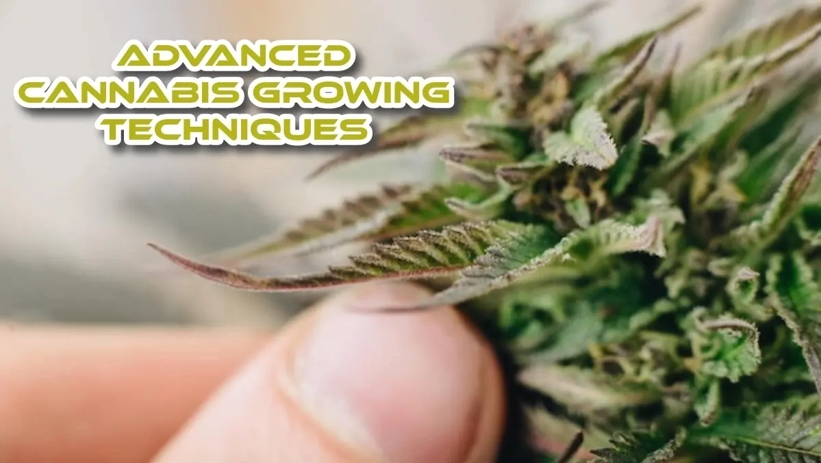 Advanced Cannabis Growing Techniques