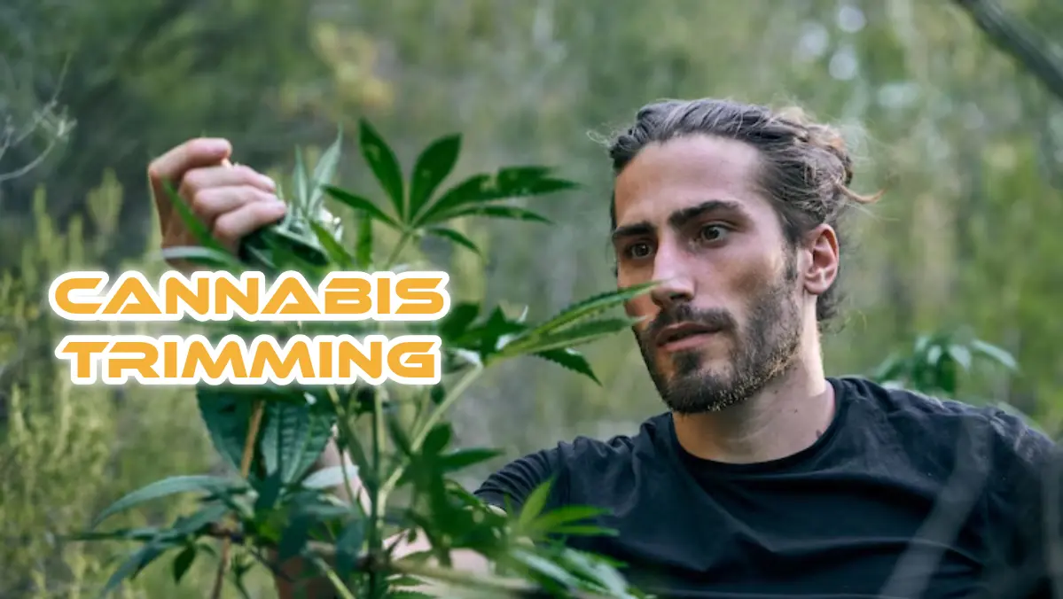 Trimming Cannabis