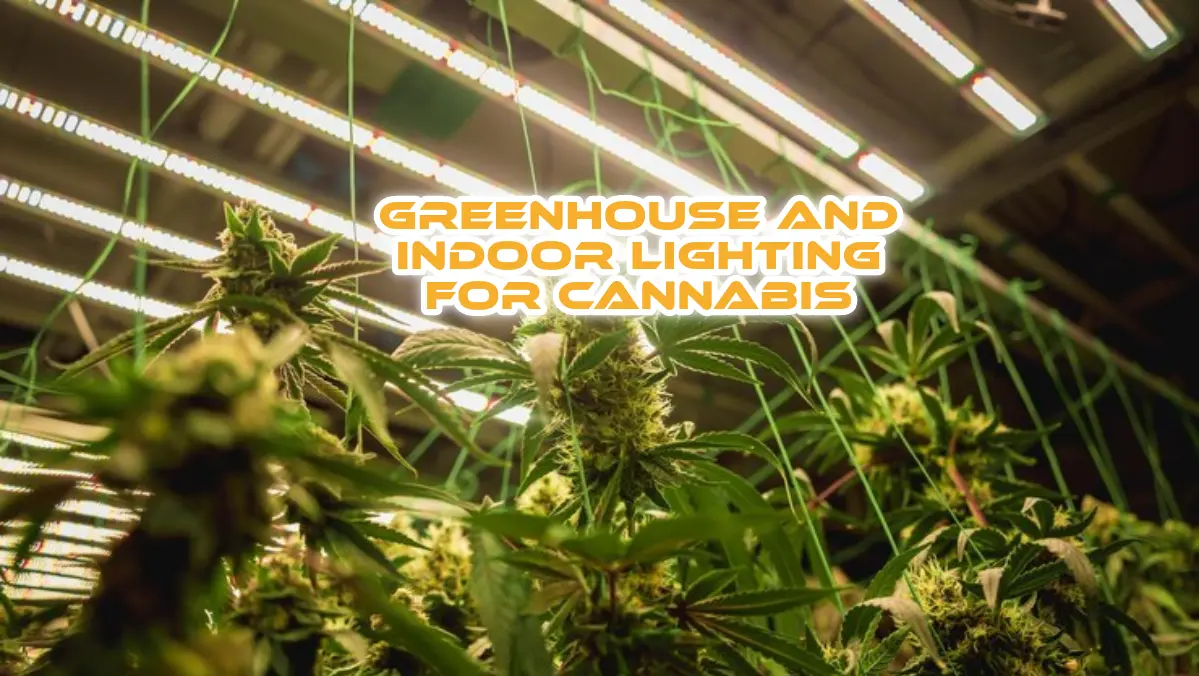 greenhouse and indoor lighting for cannabis