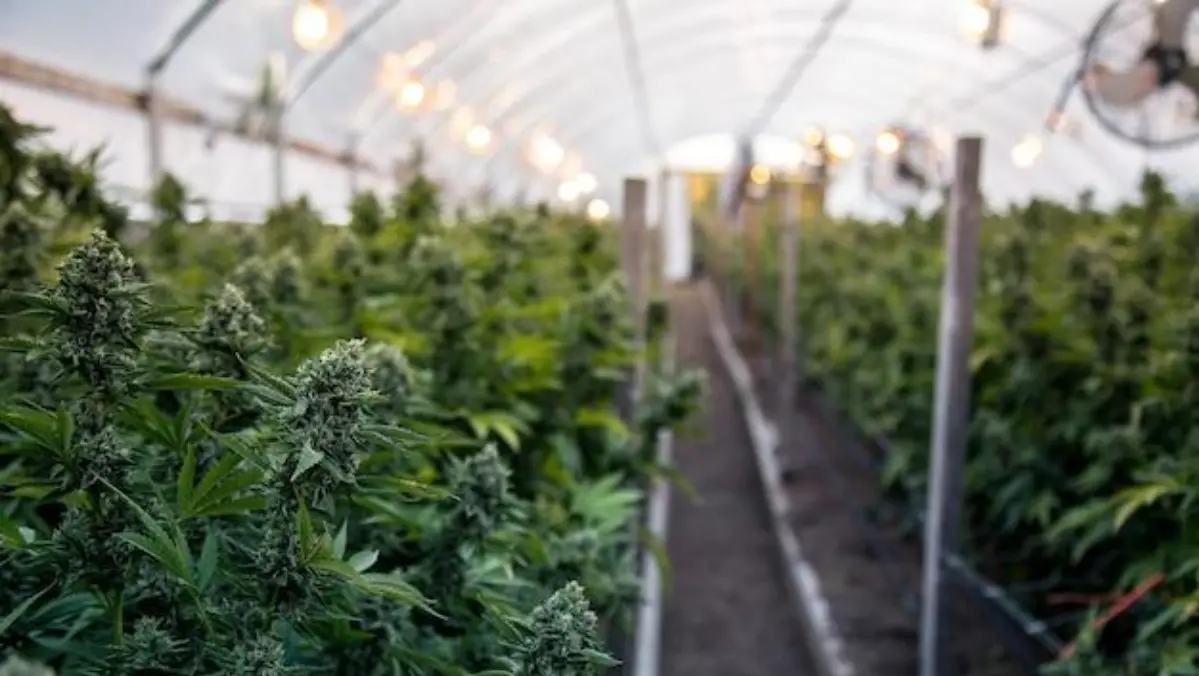 high-tech cannabis growing