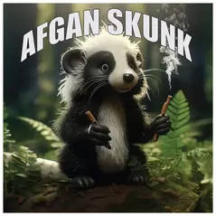 Afghan Skunk - Tasty Terp Seeds