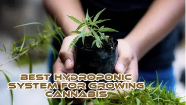 Hydroponic System for Growing Cannabis