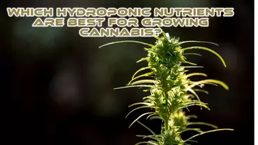 Hydroponic Nutrient Solution