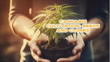 Cannabis Cultivation clones and seeds