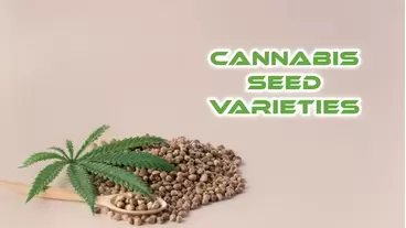 Cannabis Seed Varieties