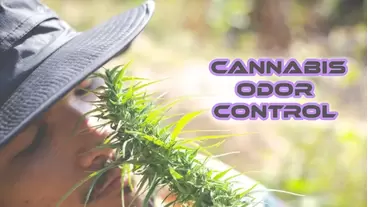 Odor Control In Cannabis Production