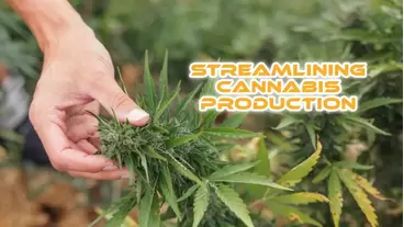Streamlining Cannabis Production