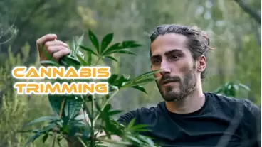 Trimming Cannabis