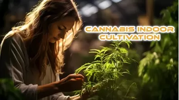 Cannabis Indoor Cultivation