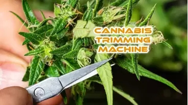 cannabis trimming machine