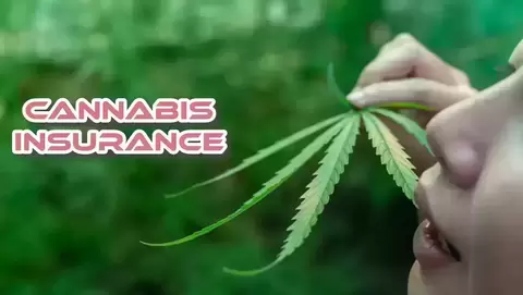 Cannabis Insurance