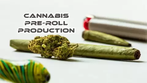 Cannabis Pre-Roll Production