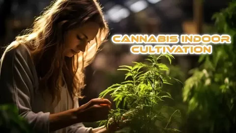 Cannabis Indoor Cultivation
