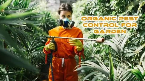 organic pest control for garden